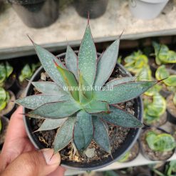 Alternative view of 731. Agave Burn Burgundy