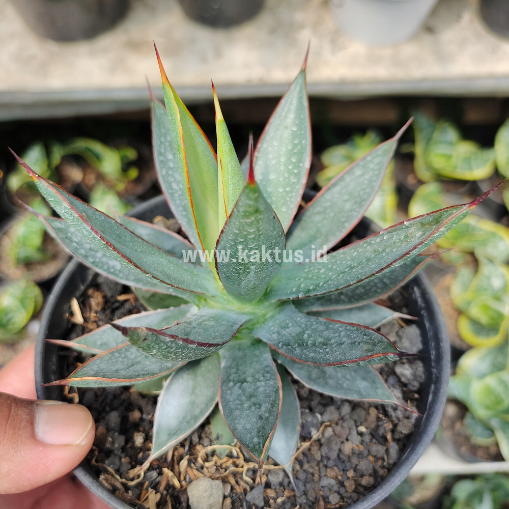 731. Agave Burn Burgundy - Image 4
