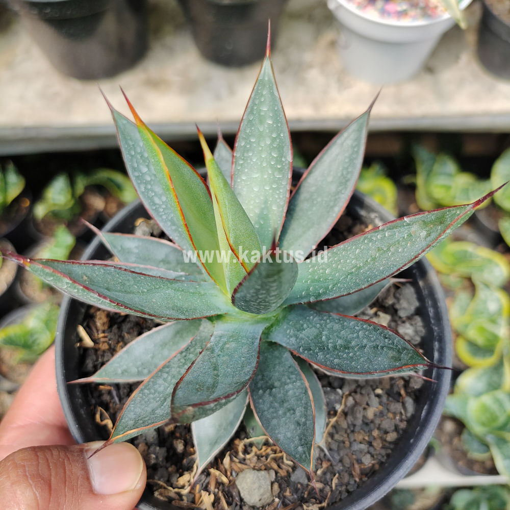 731. Agave Burn Burgundy - Image 5
