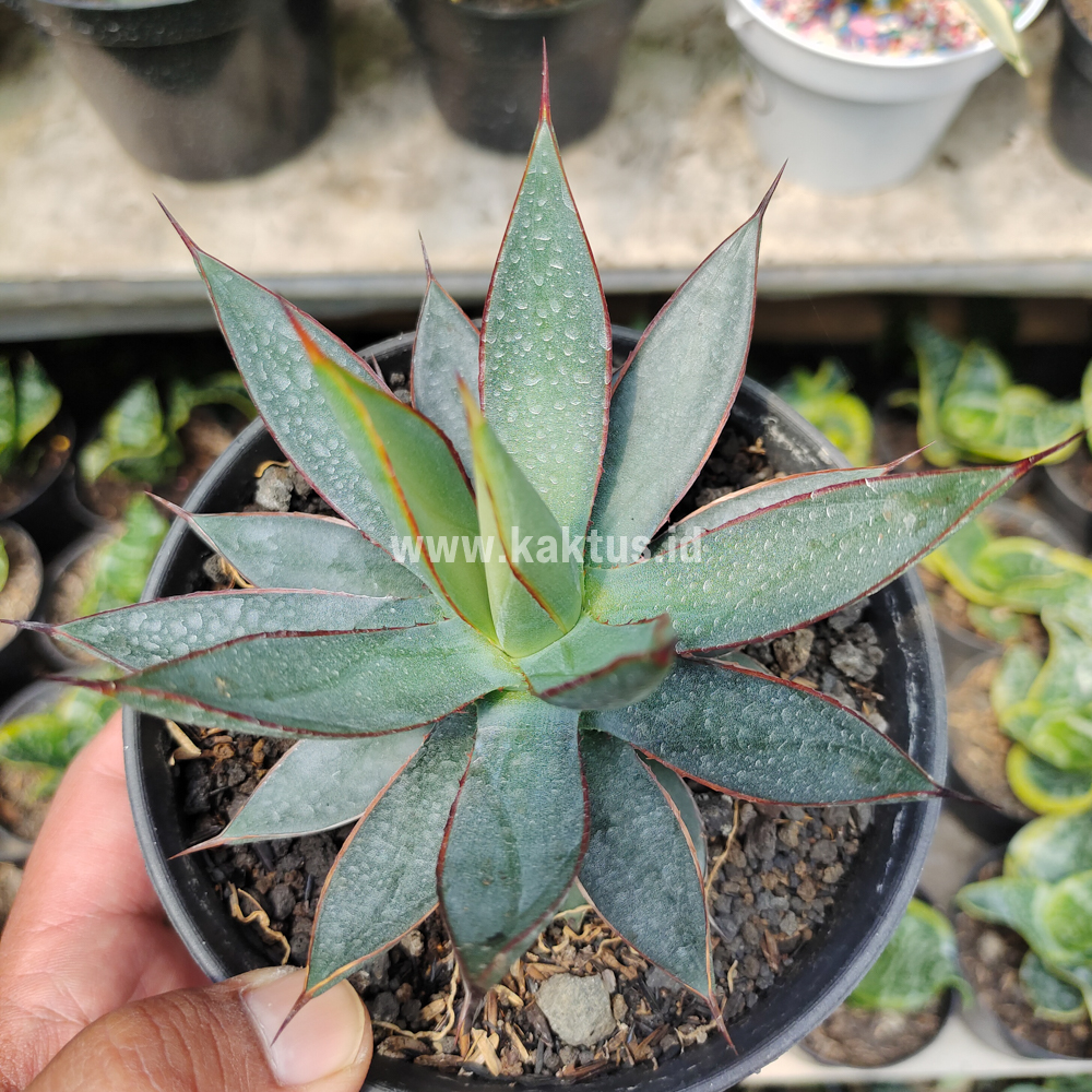 731. Agave Burn Burgundy - Image 7