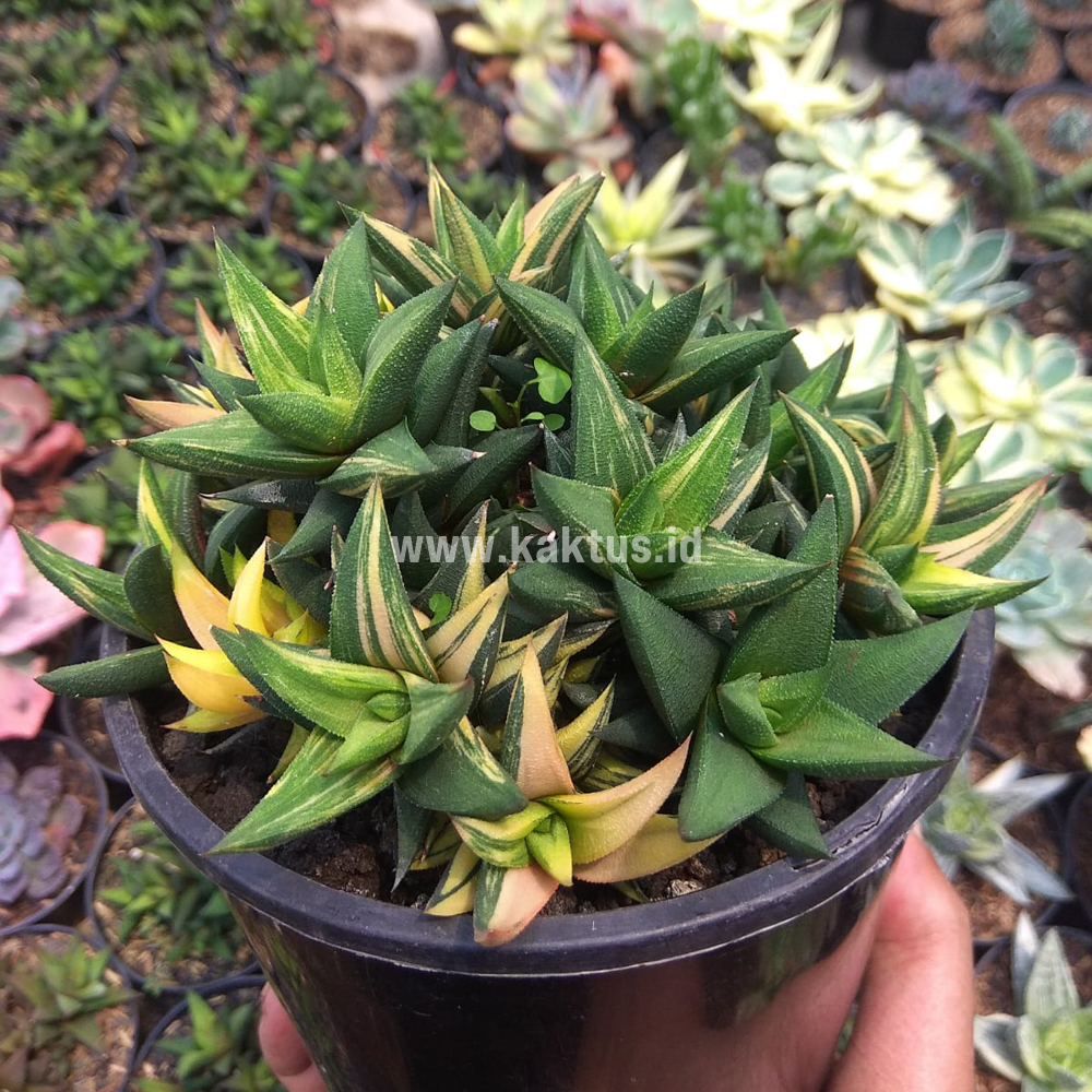 733. Haworthia Glabarata Cluster Variegated - Image 5