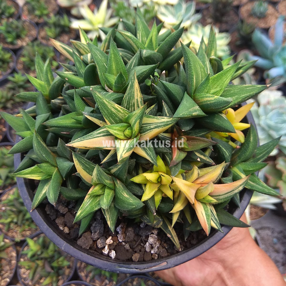 733. Haworthia Glabarata Cluster Variegated - Image 4