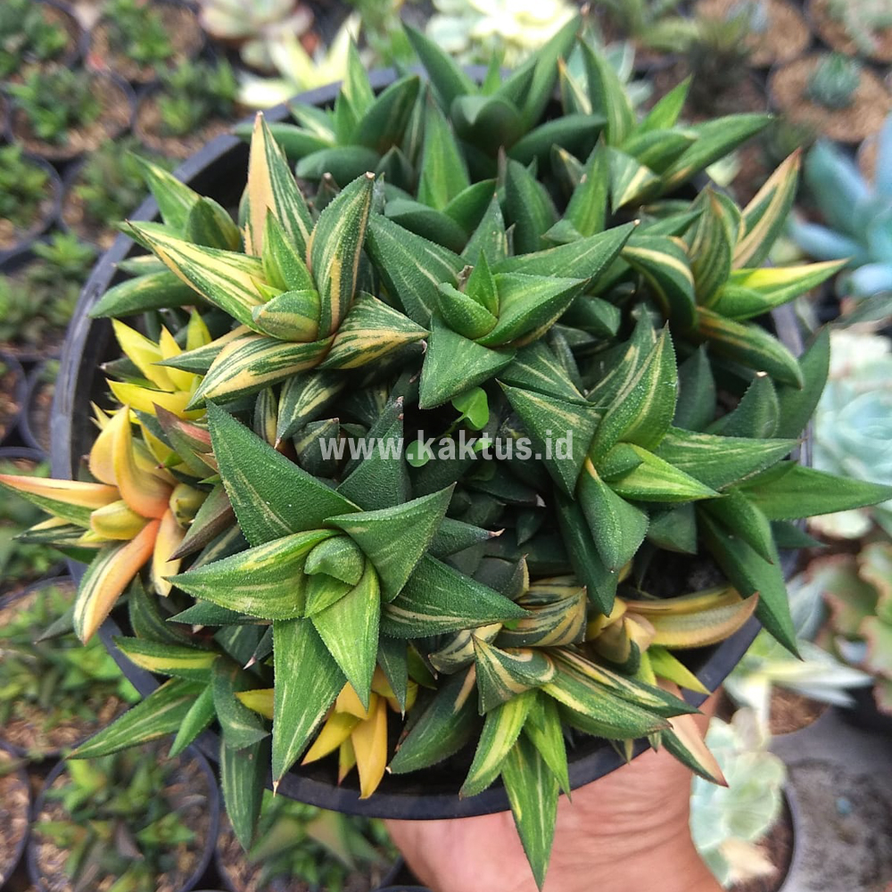 733. Haworthia Glabarata Cluster Variegated - Image 6