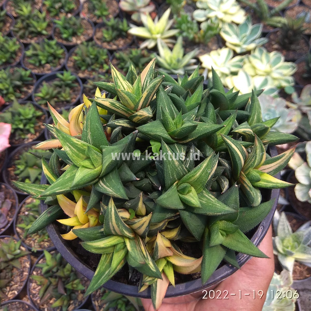 733. Haworthia Glabarata Cluster Variegated - Image 2