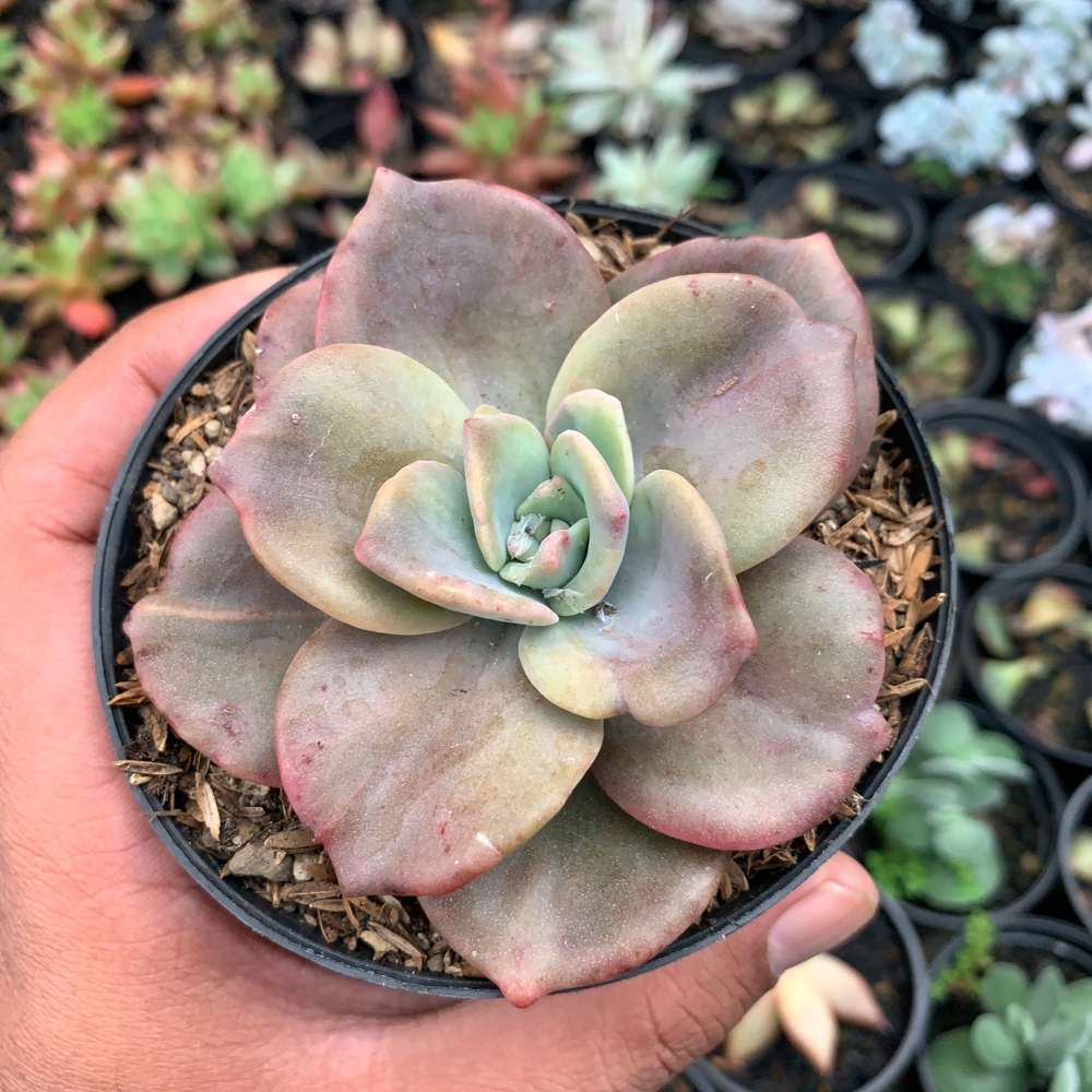 736. Graptoveria Albert Baynes Giant Variegated - Image 2