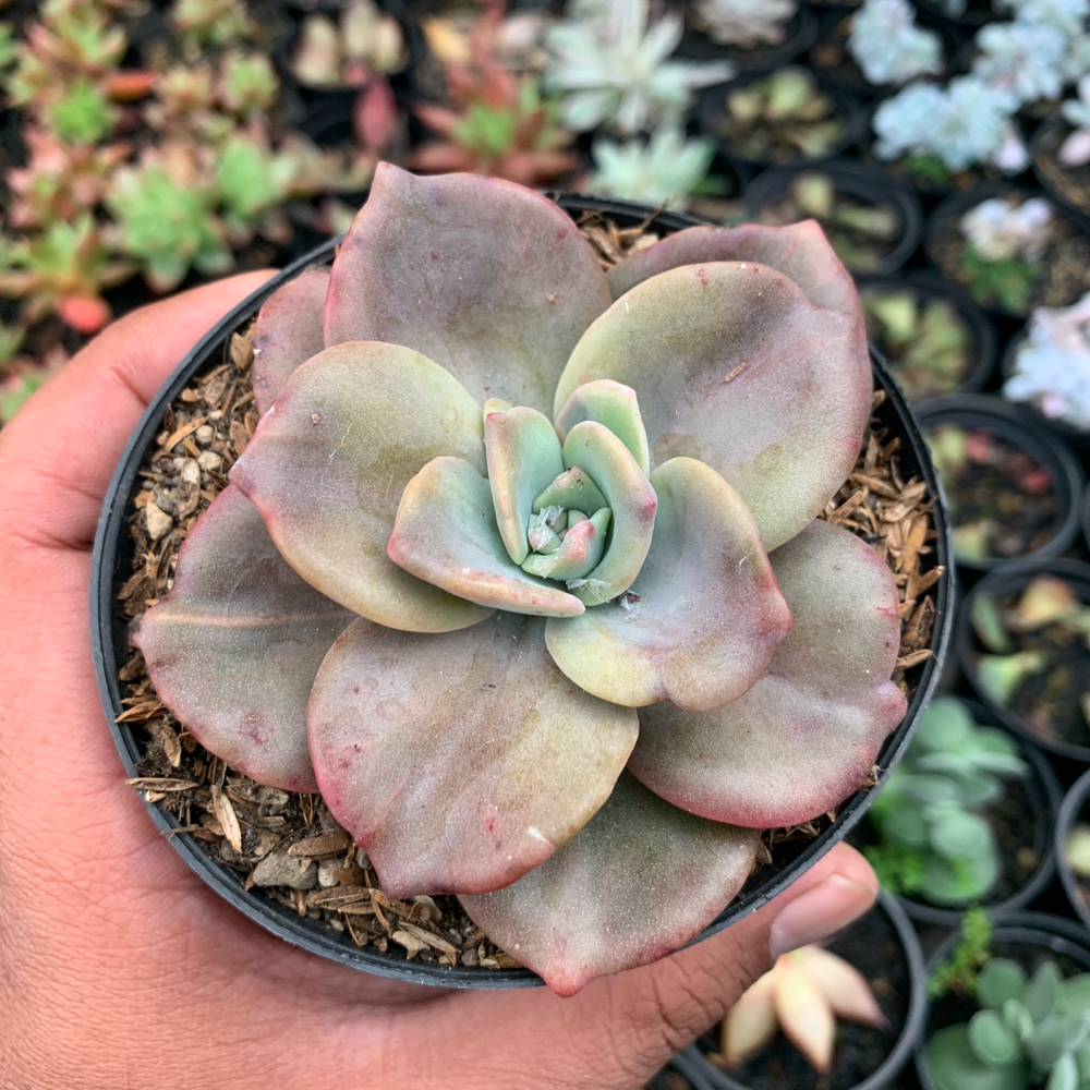 736. Graptoveria Albert Baynes Giant Variegated - Image 3