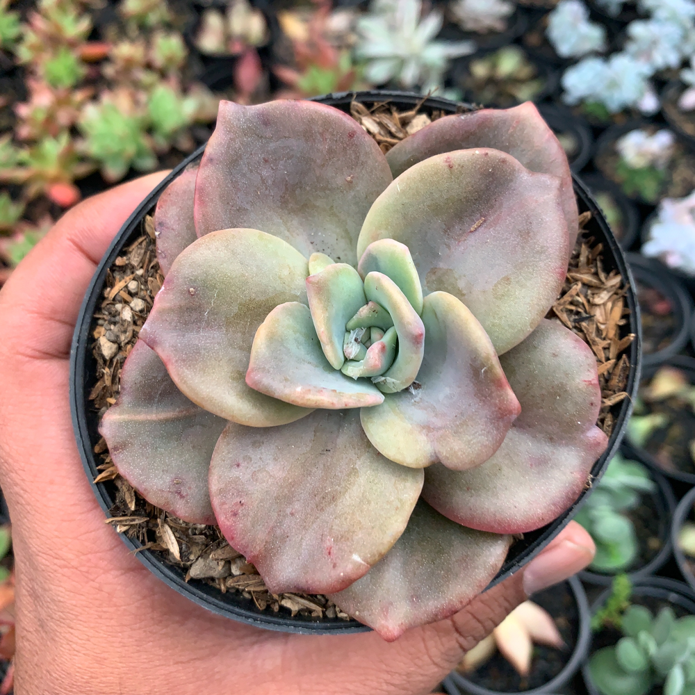 736. Graptoveria Albert Baynes Giant Variegated - Image 4