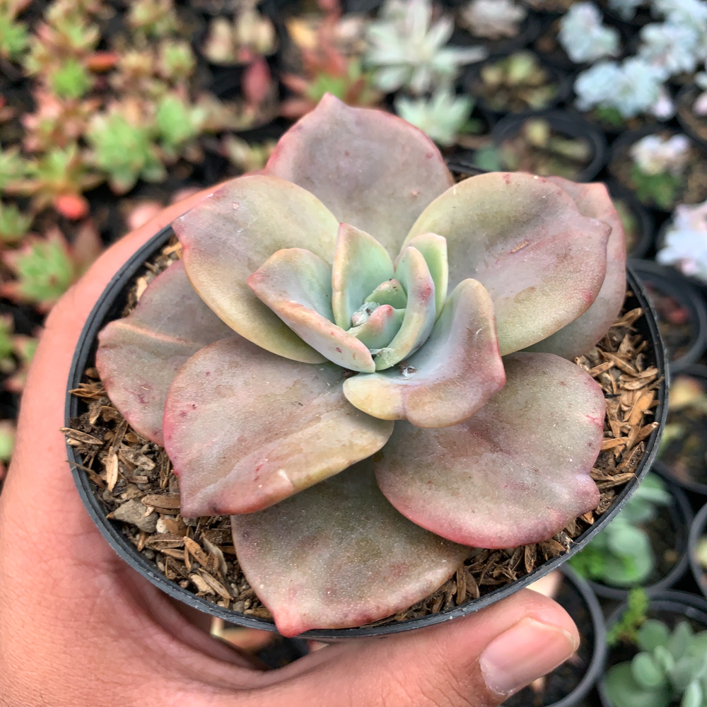 736. Graptoveria Albert Baynes Giant Variegated - Image 6