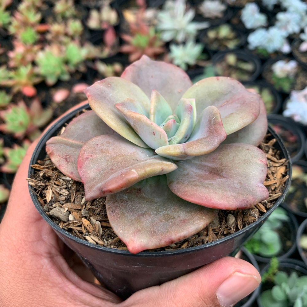 736. Graptoveria Albert Baynes Giant Variegated - Image 7