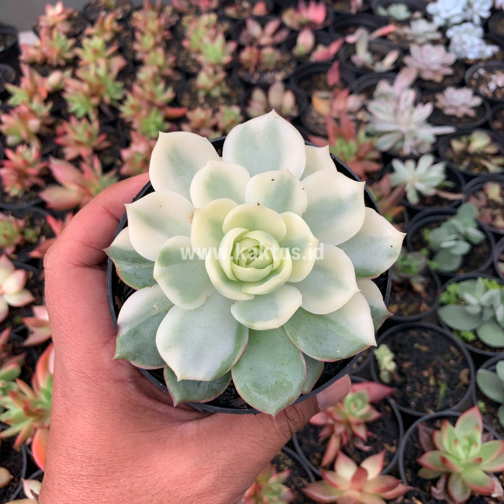 737. Echeveria Ester Aurea Variegated - Image 8
