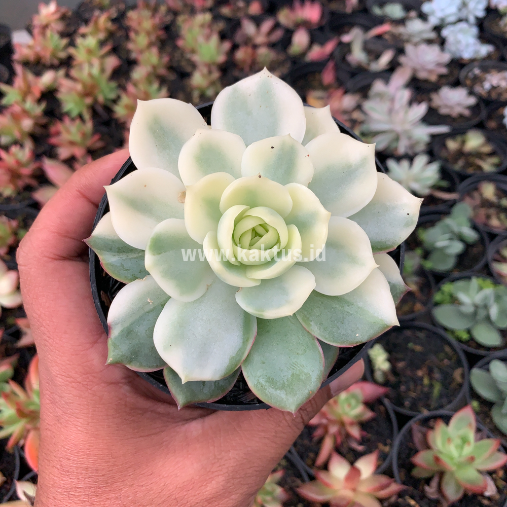 737. Echeveria Ester Aurea Variegated - Image 7