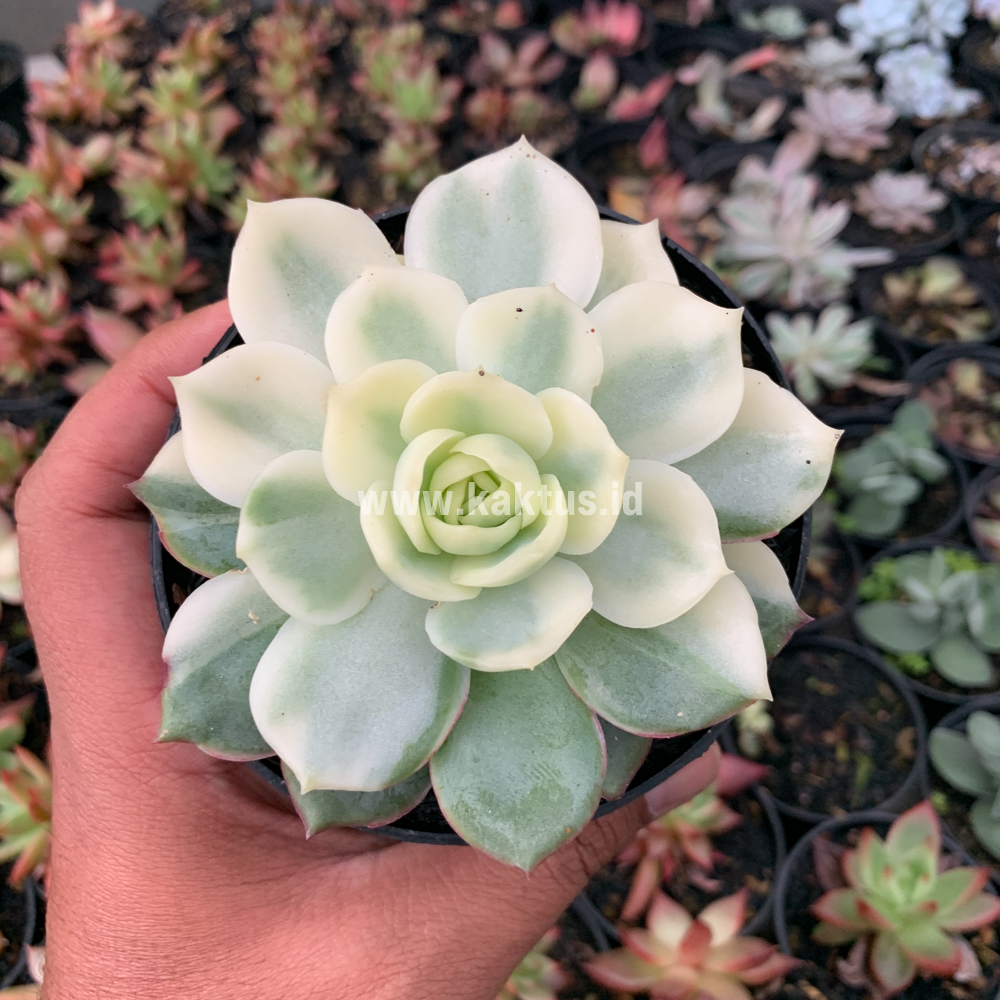 737. Echeveria Ester Aurea Variegated - Image 6