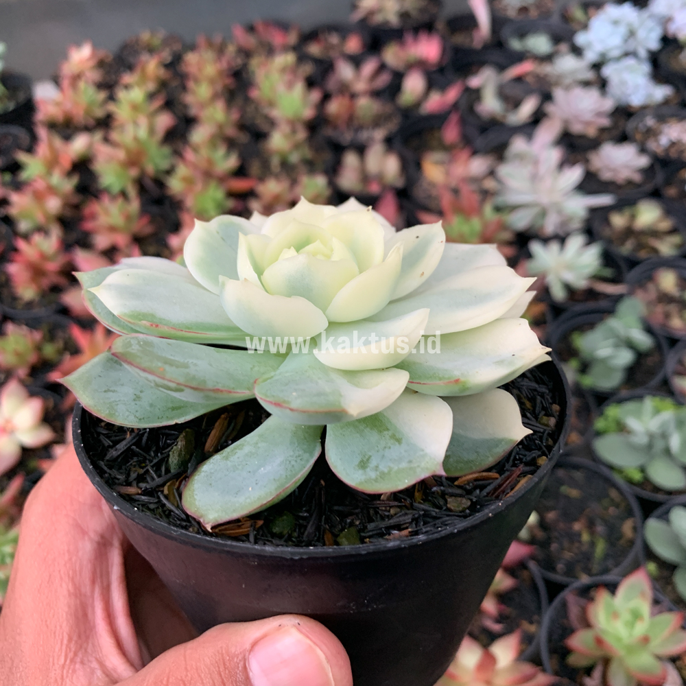 737. Echeveria Ester Aurea Variegated - Image 2