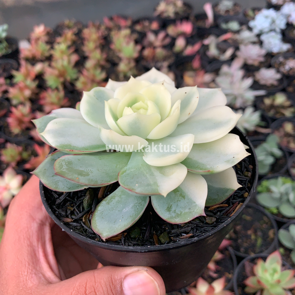 737. Echeveria Ester Aurea Variegated - Image 4