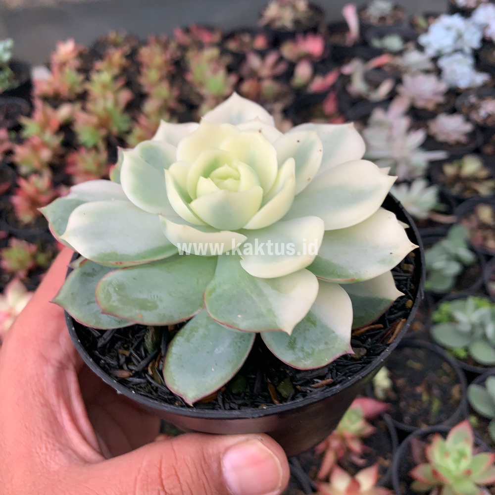 737. Echeveria Ester Aurea Variegated - Image 3