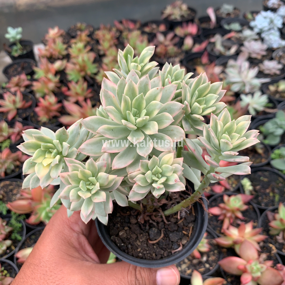 740. Echeveria Minibelle Cluster Variegated - Image 2