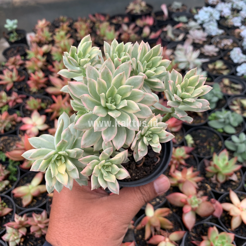 740. Echeveria Minibelle Cluster Variegated - Image 5