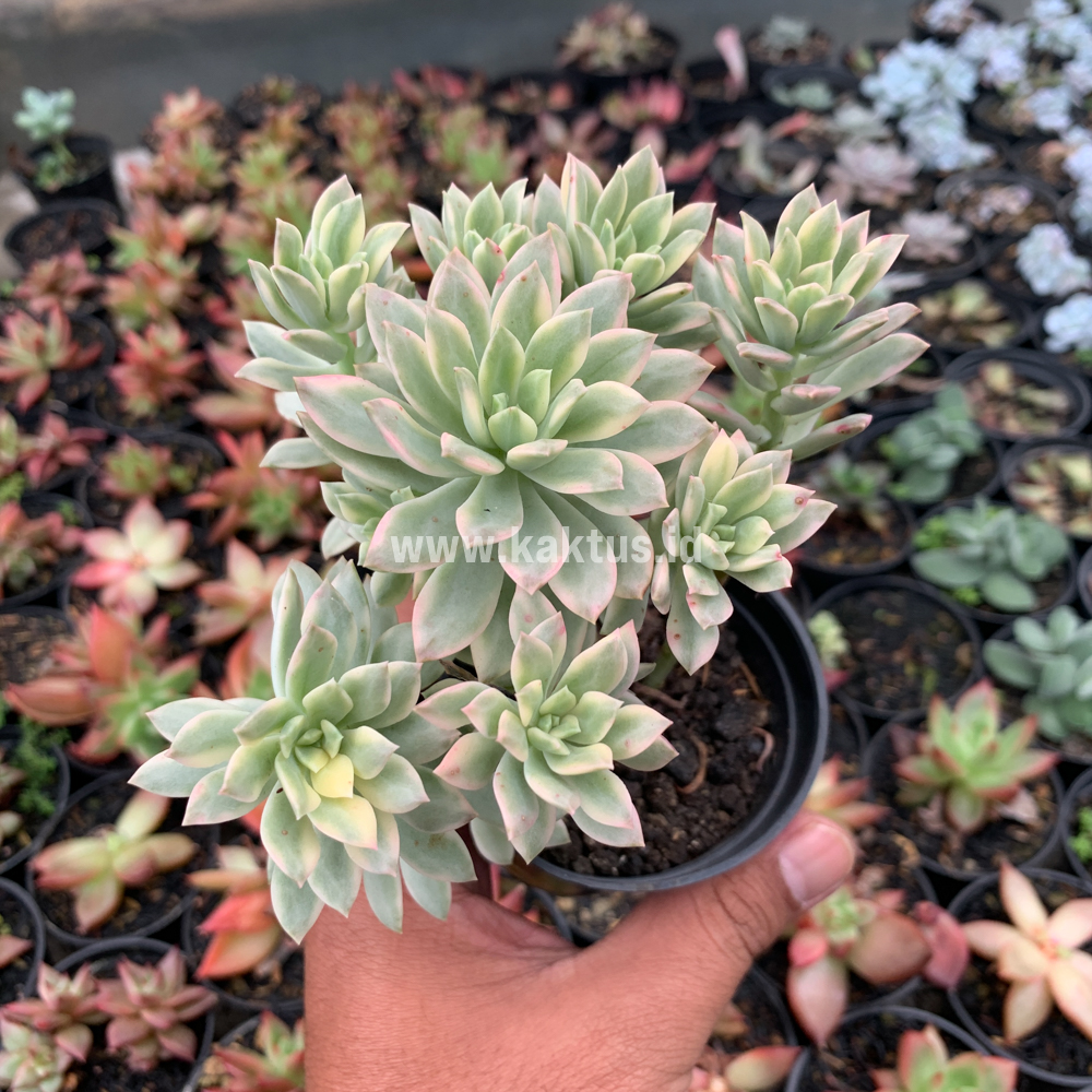 740. Echeveria Minibelle Cluster Variegated - Image 6