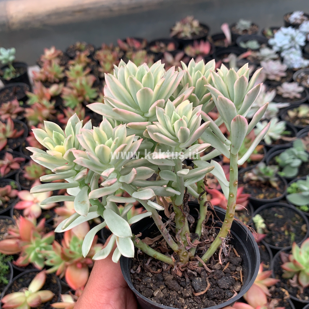 740. Echeveria Minibelle Cluster Variegated - Image 7