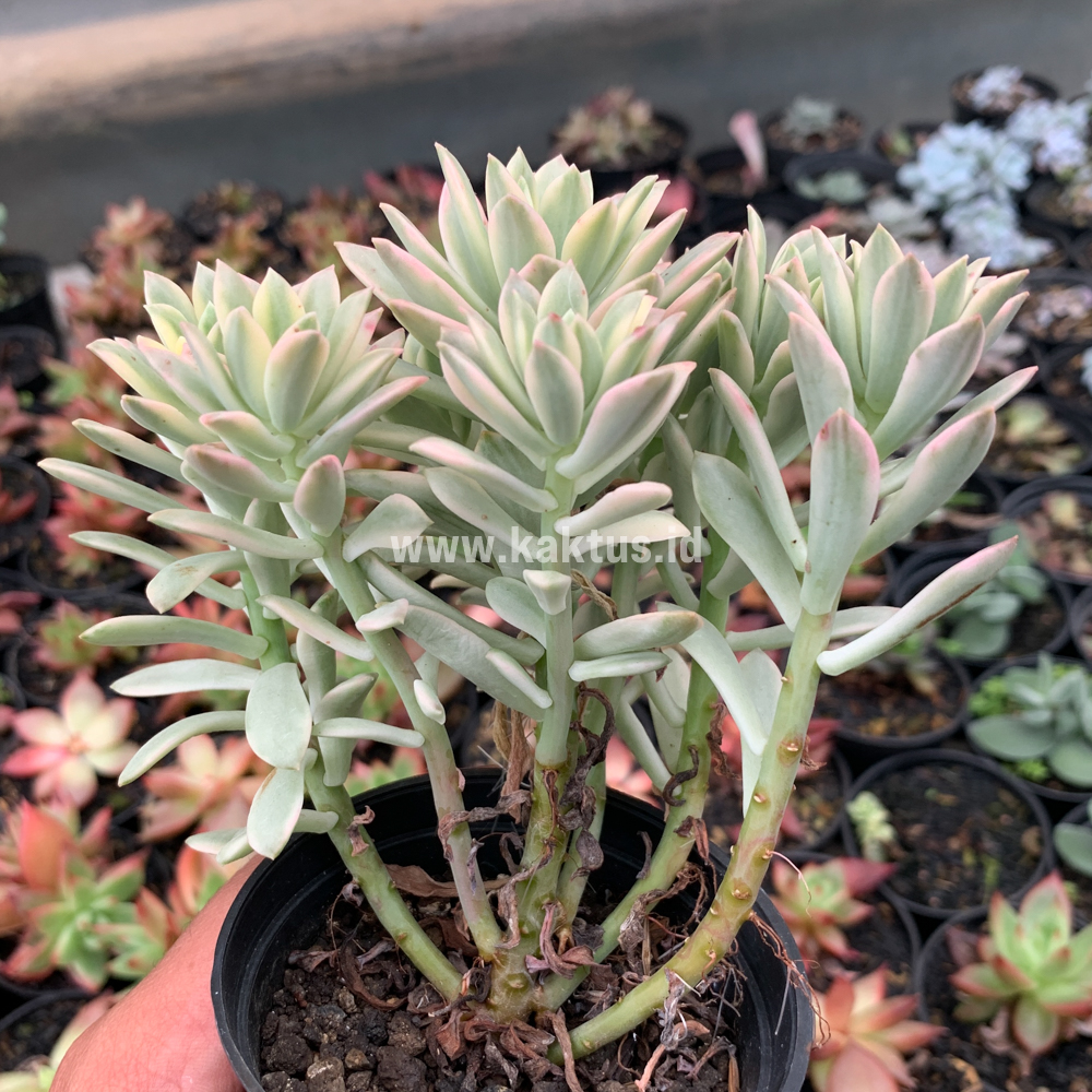 740. Echeveria Minibelle Cluster Variegated - Image 3