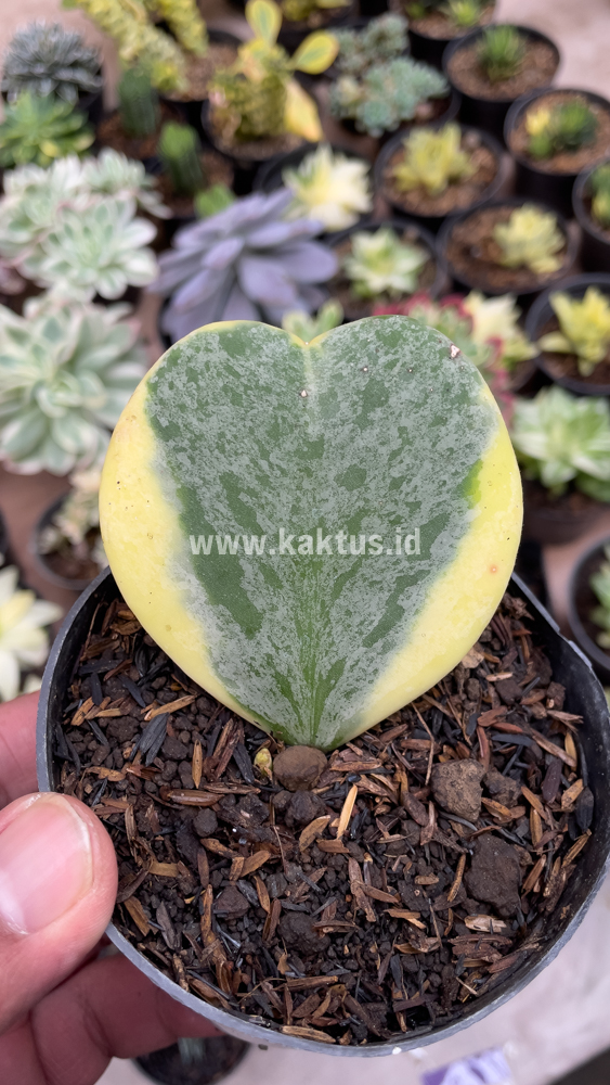 741. Hoya 'Heart' Kerrii Splash Variegated - Image 4