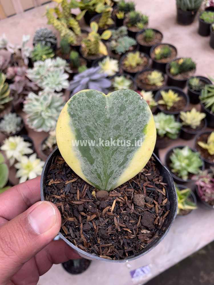 741. Hoya 'Heart' Kerrii Splash Variegated - Image 5