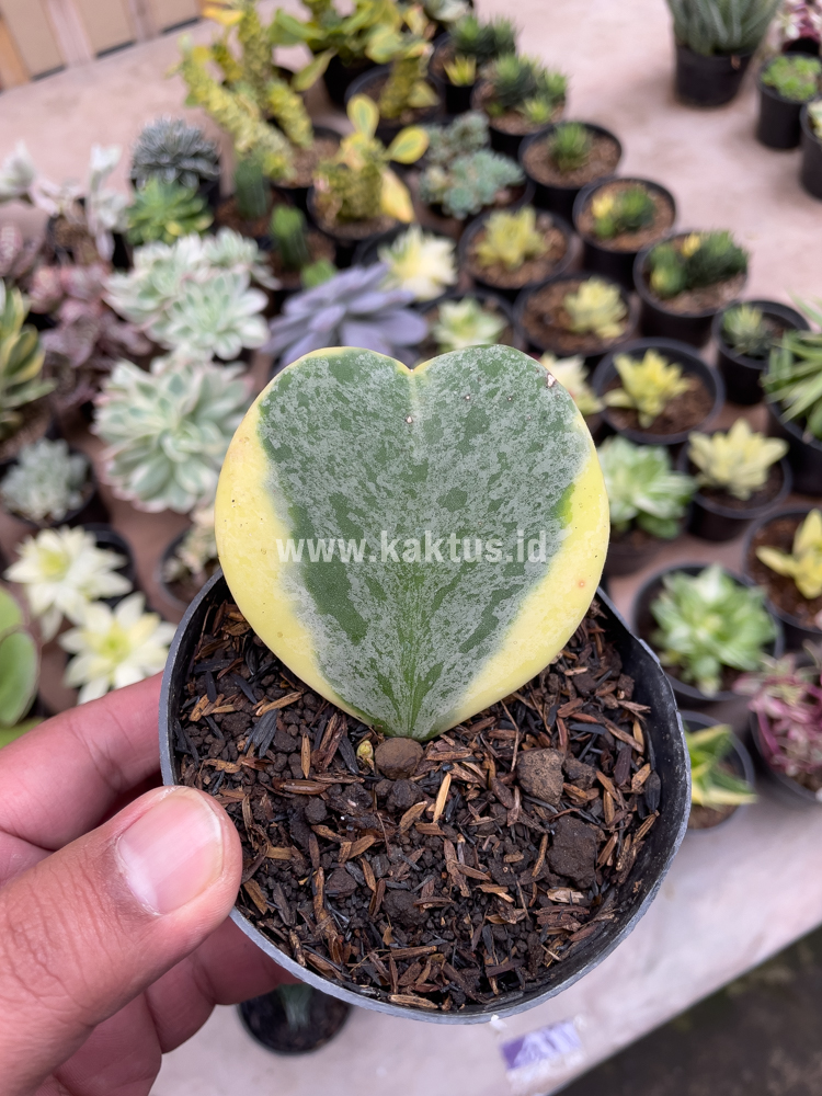 741. Hoya 'Heart' Kerrii Splash Variegated - Image 6