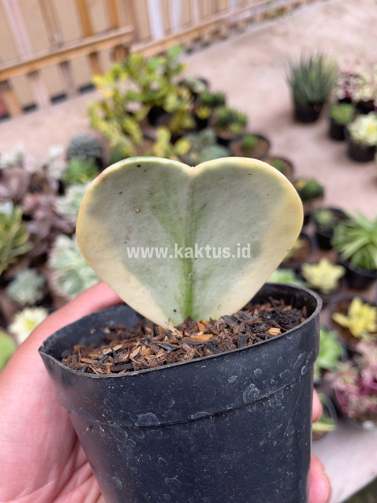 741. Hoya 'Heart' Kerrii Splash Variegated - Image 7