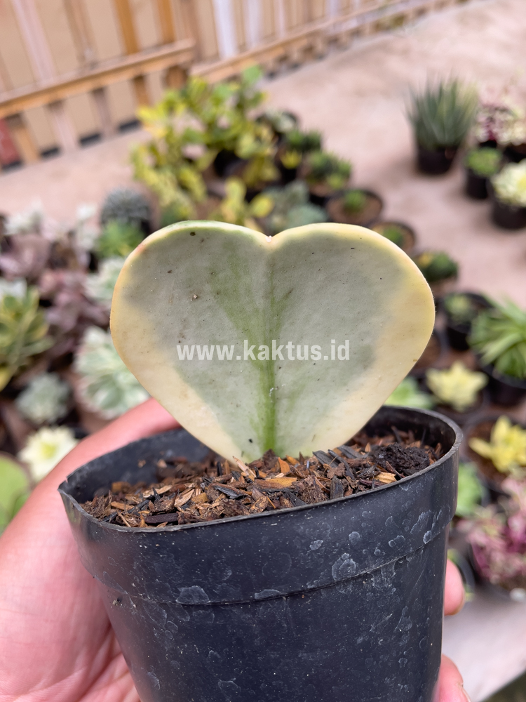 741. Hoya 'Heart' Kerrii Splash Variegated - Image 8
