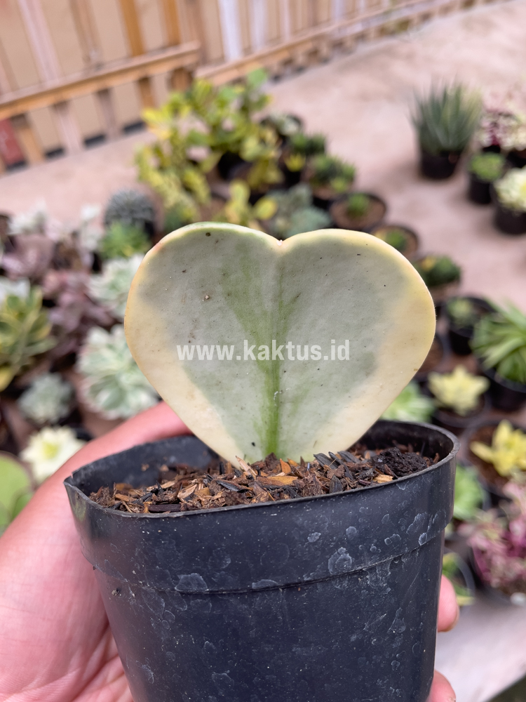 741. Hoya 'Heart' Kerrii Splash Variegated - Image 2
