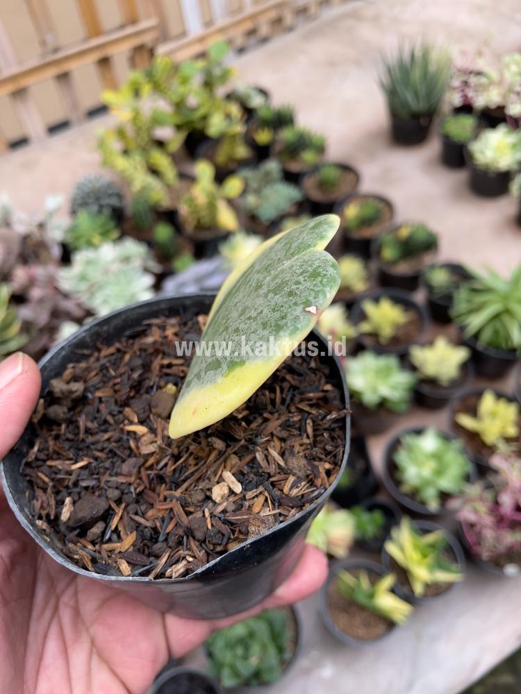 741. Hoya 'Heart' Kerrii Splash Variegated - Image 9