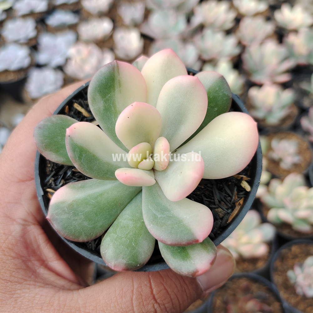 742. Echeveria Torres Variegated - Image 2