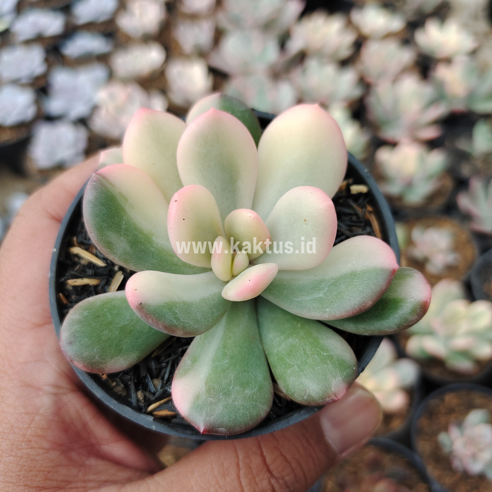 742. Echeveria Torres Variegated - Image 4