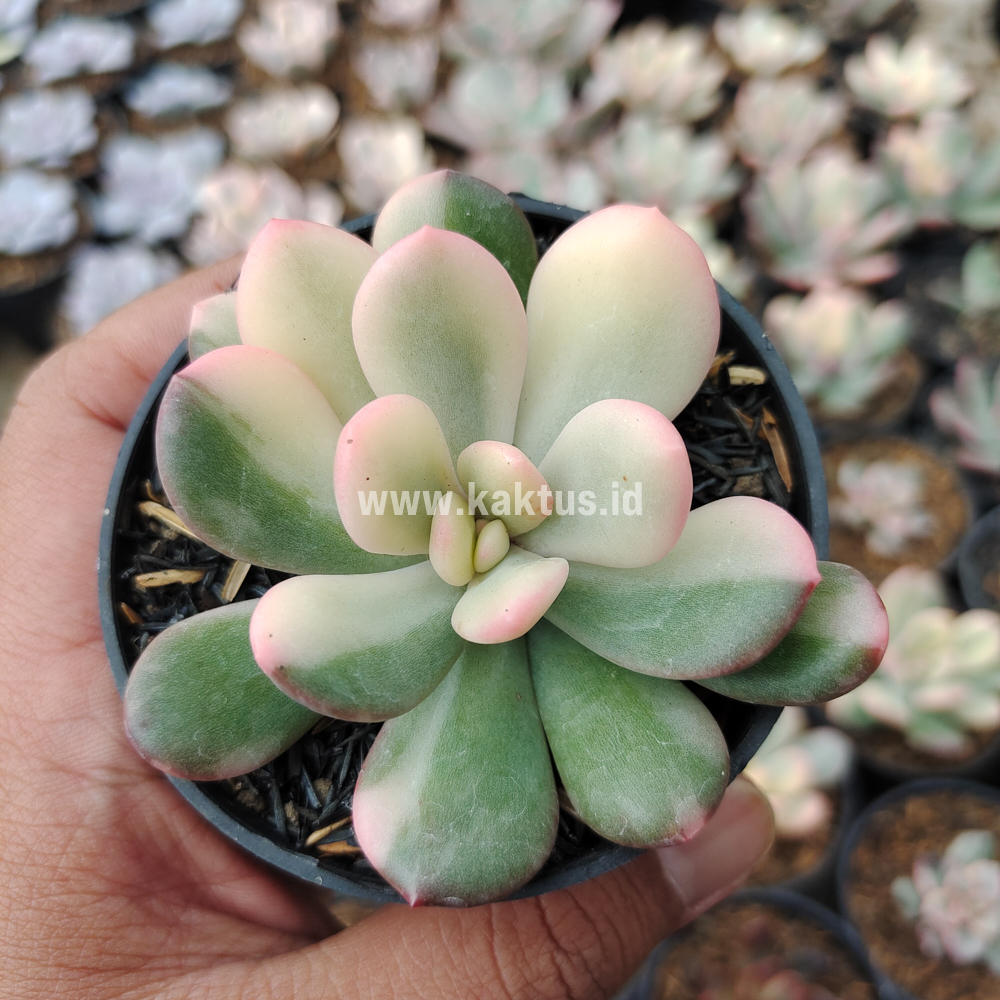 742. Echeveria Torres Variegated - Image 5