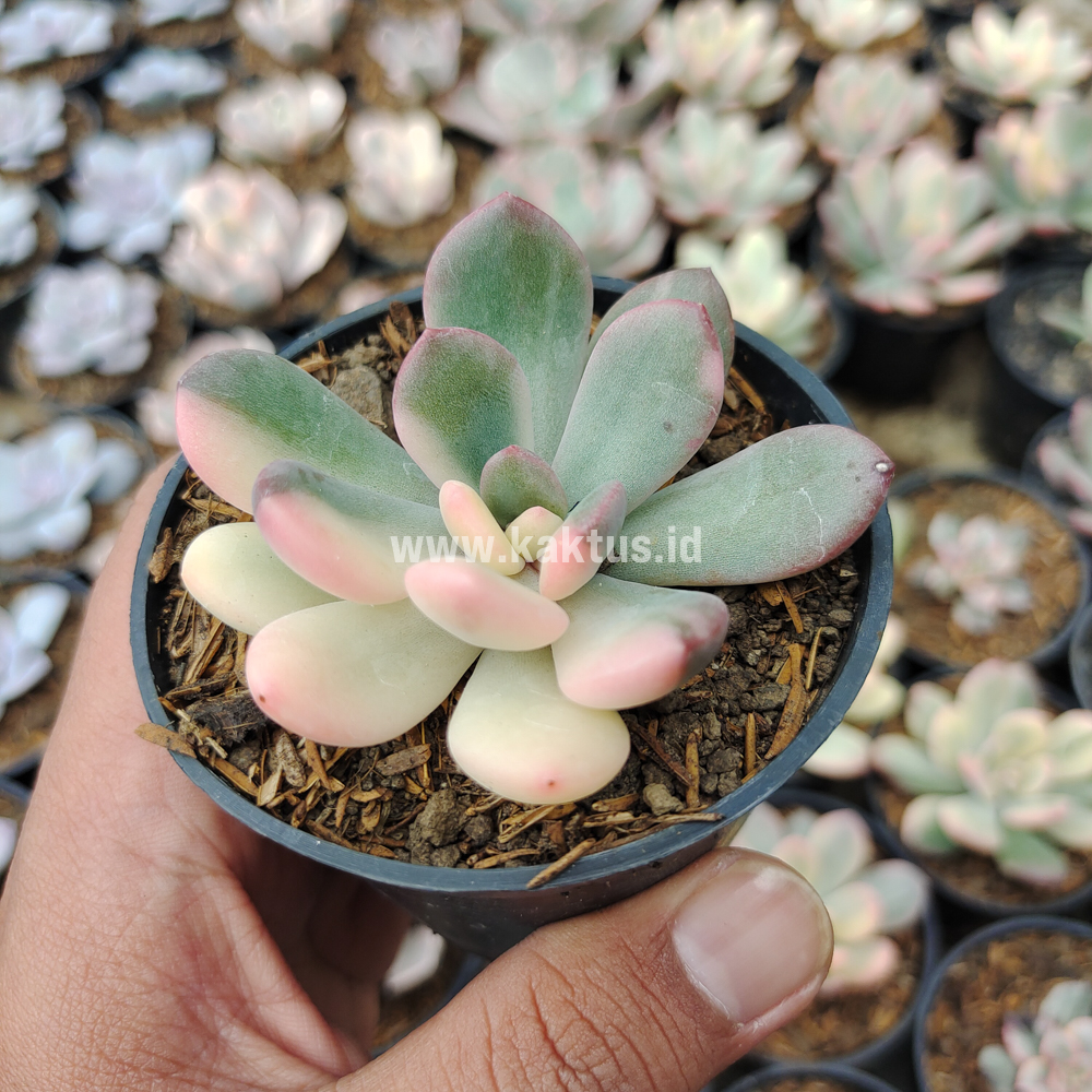 742. Echeveria Torres Variegated - Image 7