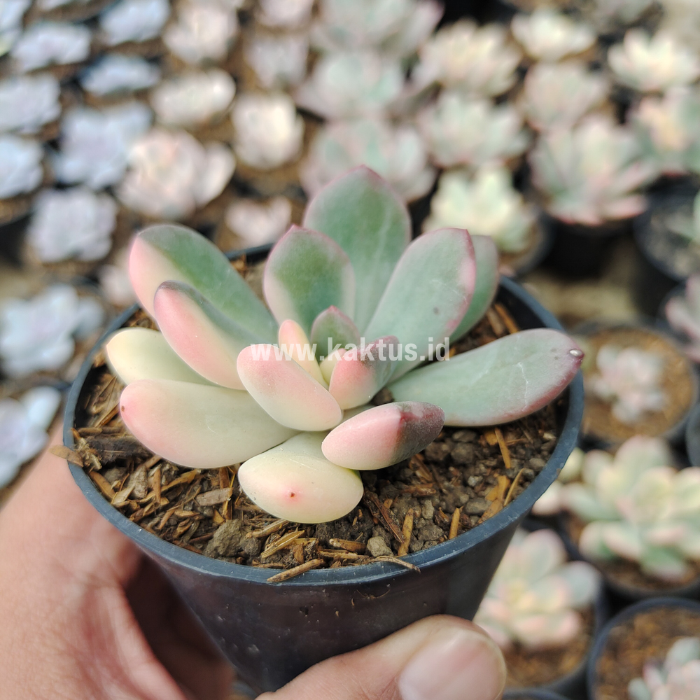 742. Echeveria Torres Variegated - Image 8