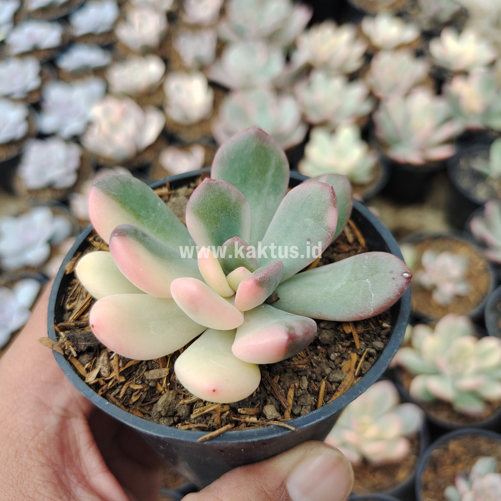742. Echeveria Torres Variegated - Image 9