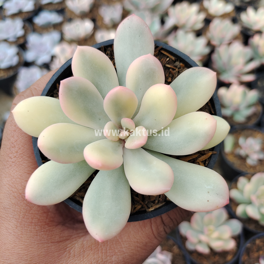743. Echeveria Torres Aurea Variegated - Image 8