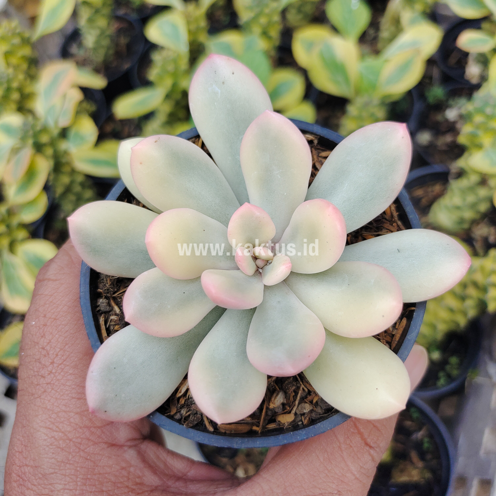 743. Echeveria Torres Aurea Variegated - Image 2