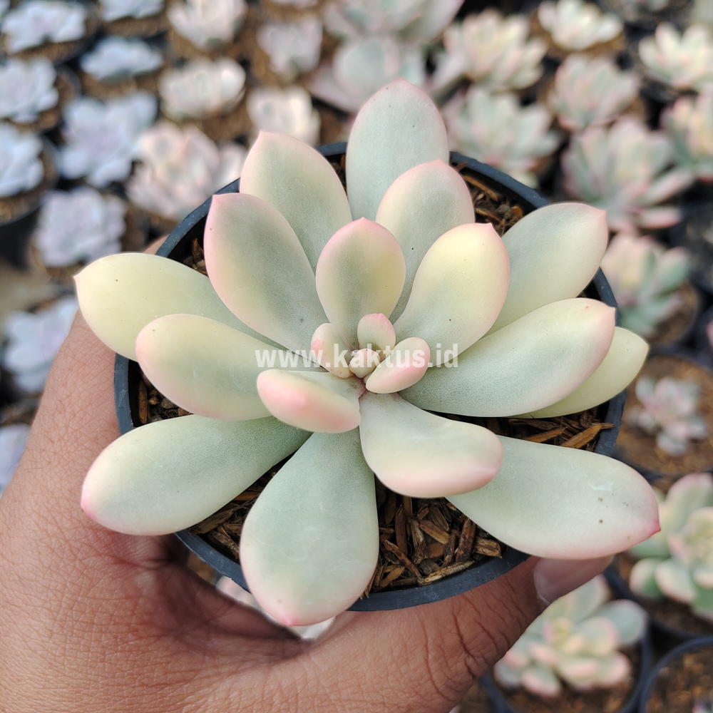 743. Echeveria Torres Aurea Variegated - Image 10