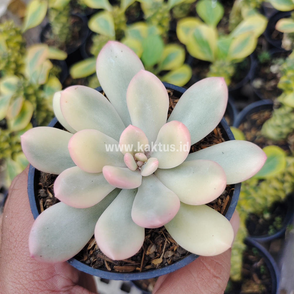 743. Echeveria Torres Aurea Variegated - Image 15