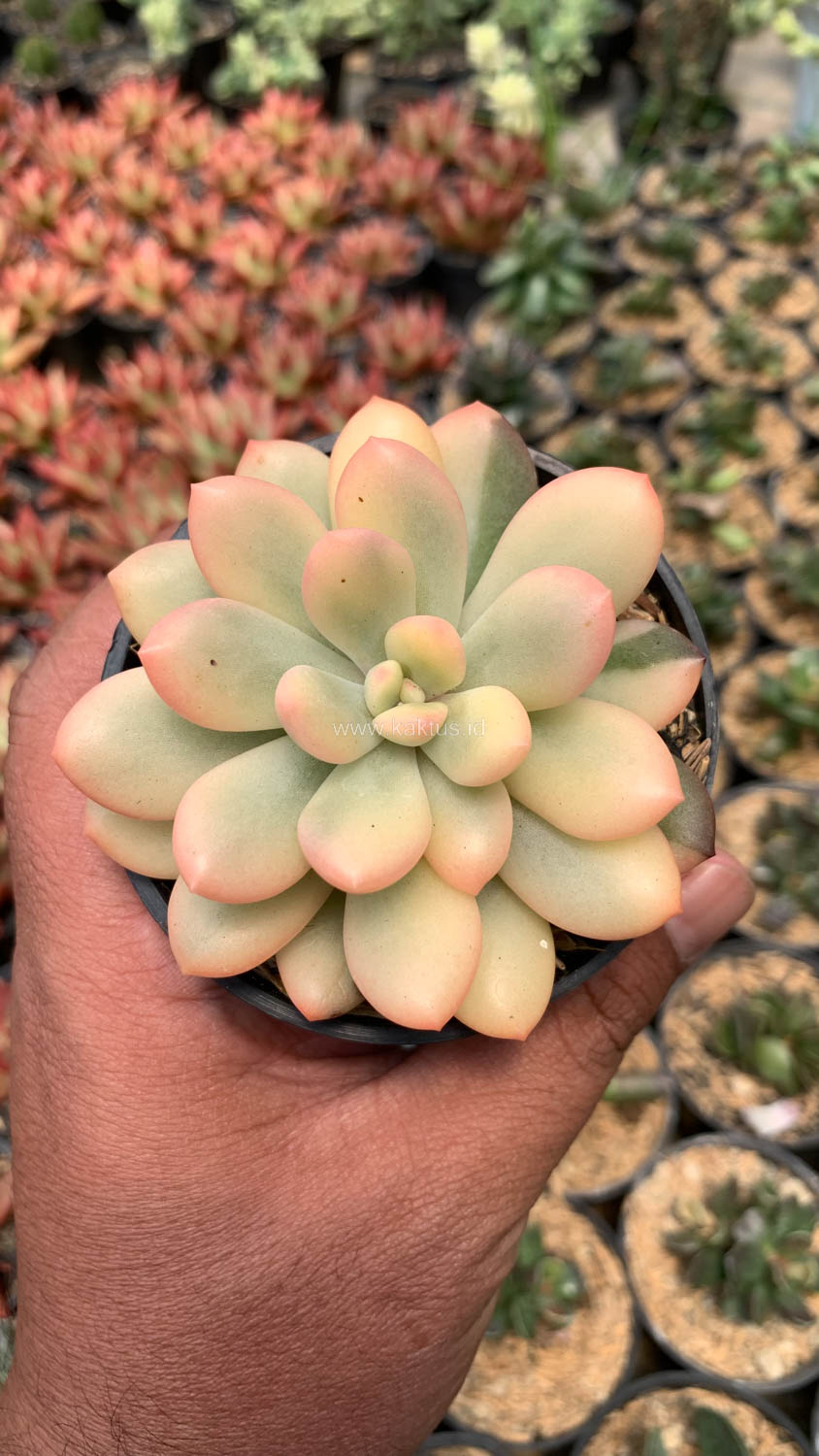 743. Echeveria Torres Aurea Variegated - Image 12