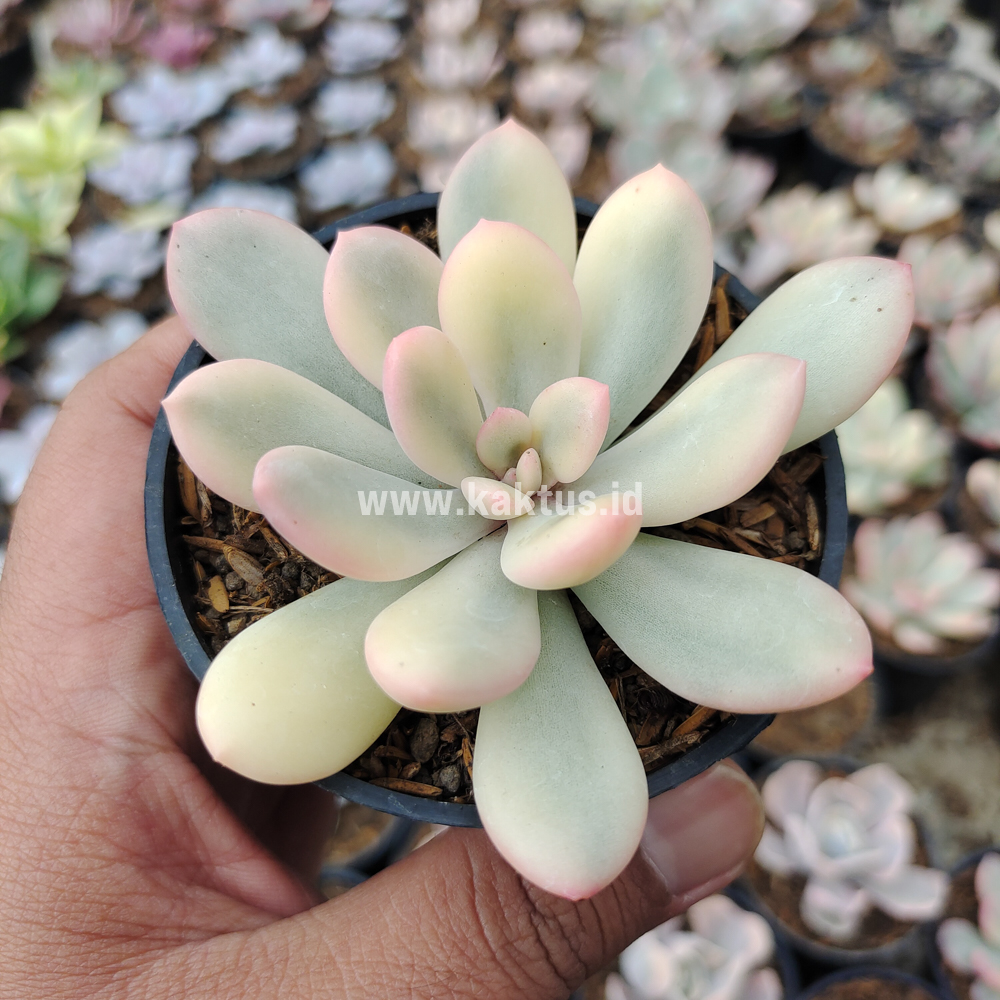 743. Echeveria Torres Aurea Variegated - Image 11