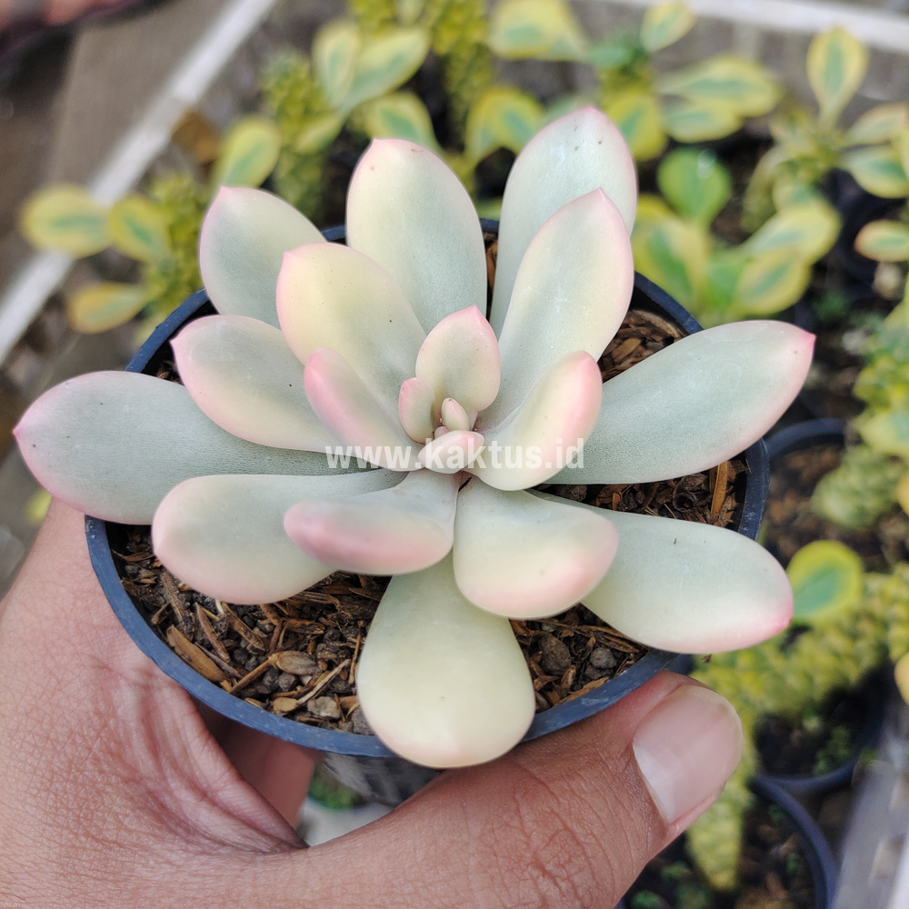 743. Echeveria Torres Aurea Variegated - Image 14