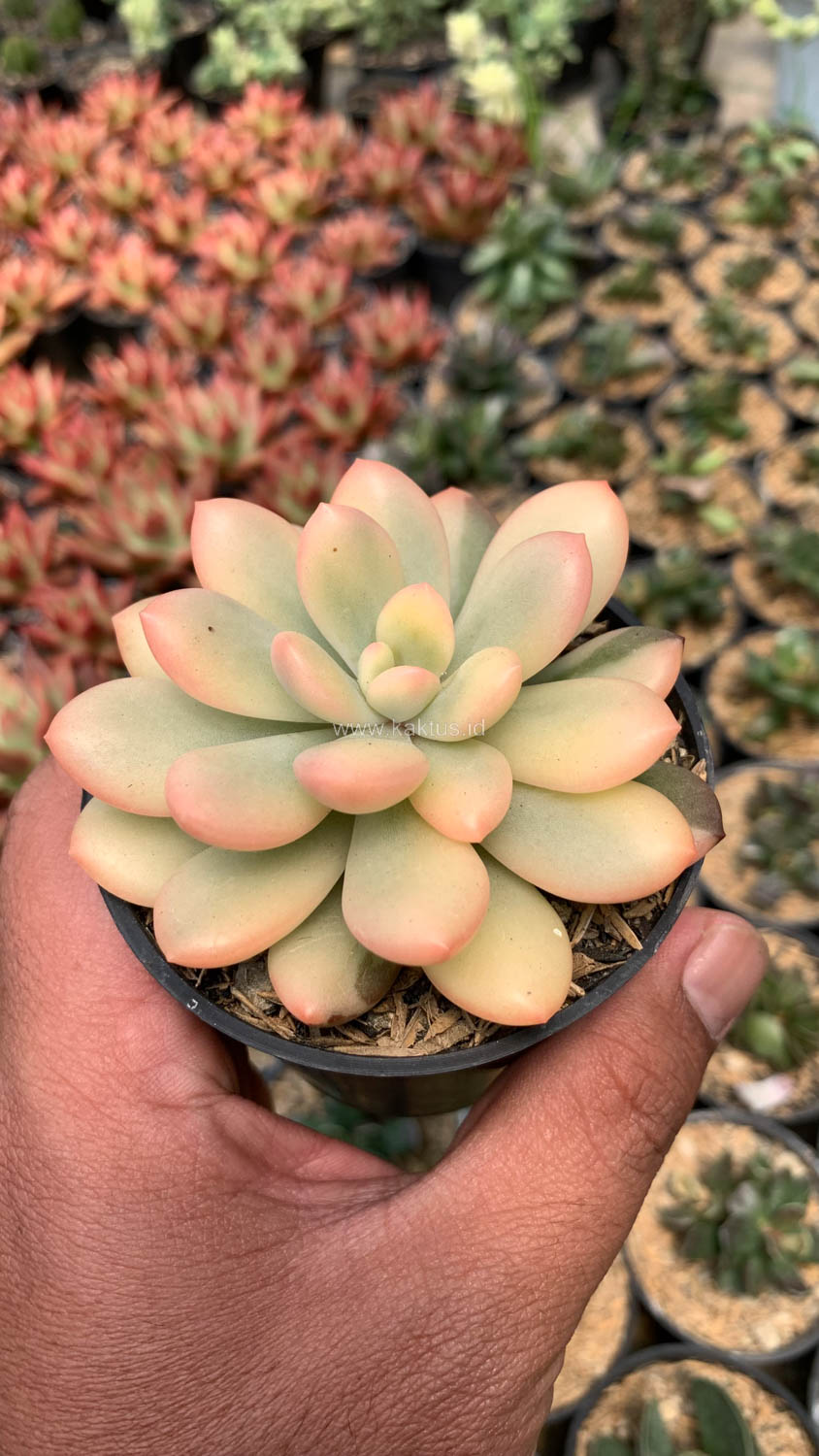 743. Echeveria Torres Aurea Variegated - Image 5