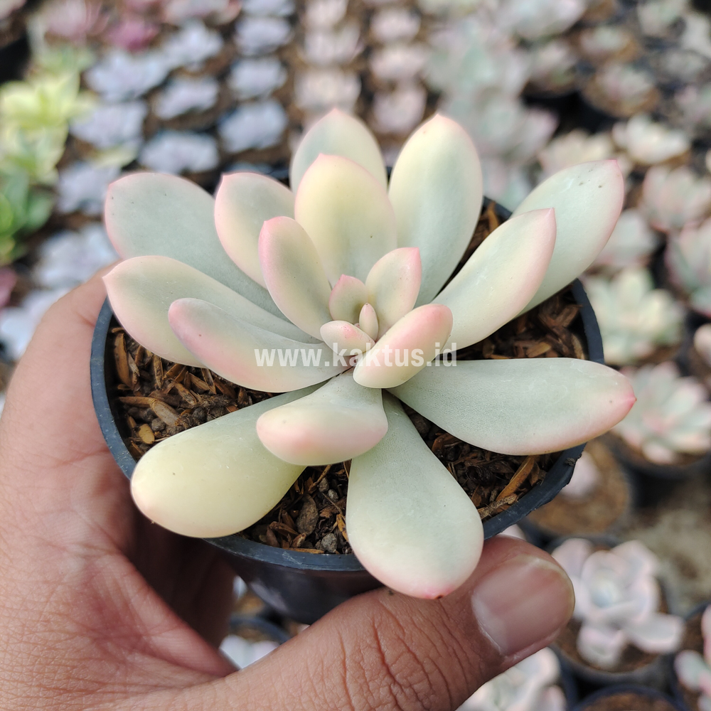 743. Echeveria Torres Aurea Variegated - Image 3