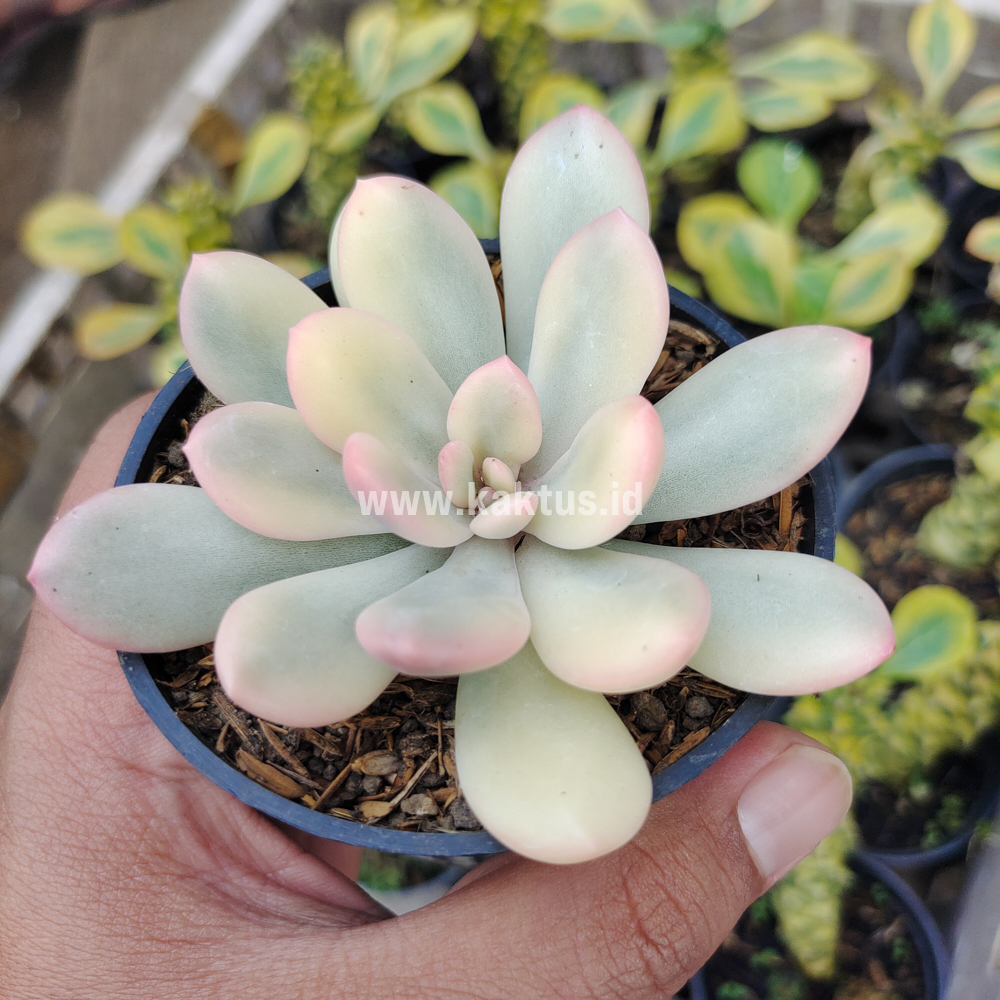 743. Echeveria Torres Aurea Variegated - Image 13