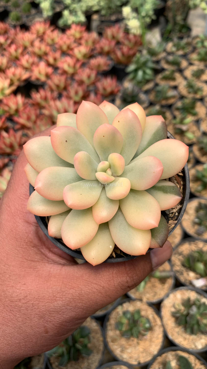 743. Echeveria Torres Aurea Variegated - Image 9