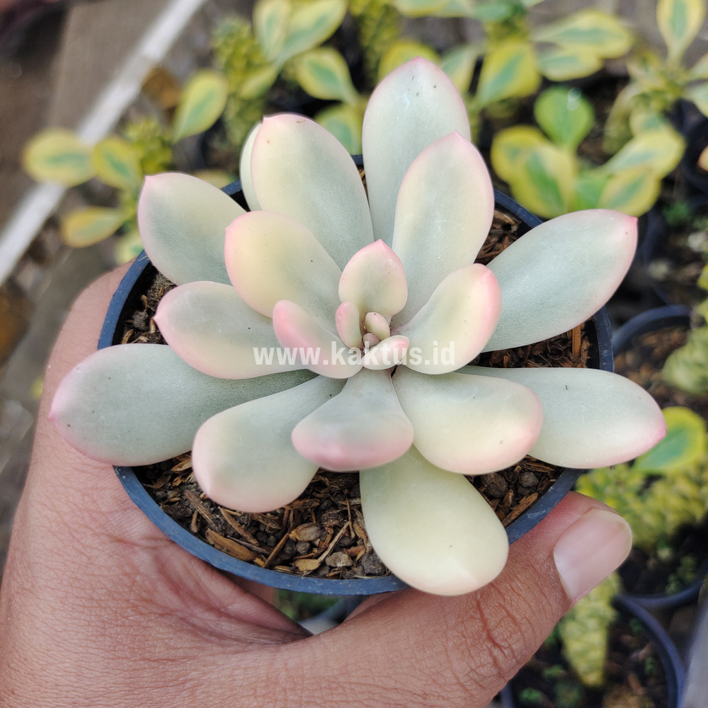743. Echeveria Torres Aurea Variegated - Image 6