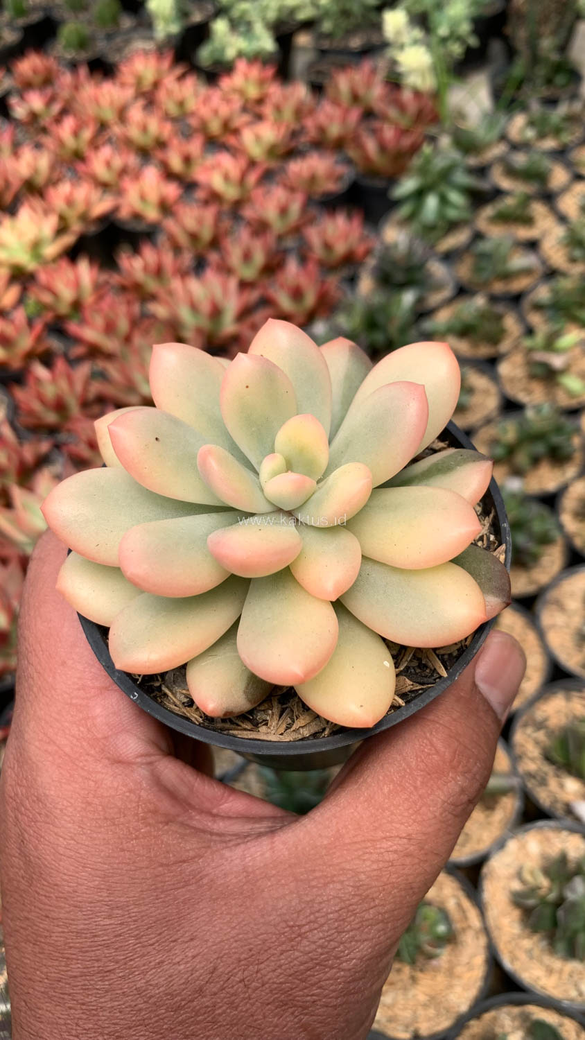 743. Echeveria Torres Aurea Variegated - Image 16